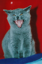 31